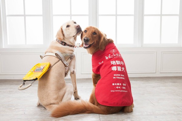 ▲小英在臉書放上三隻剛領養退役導盲犬的成長照。（圖／翻攝自蔡英文臉書）