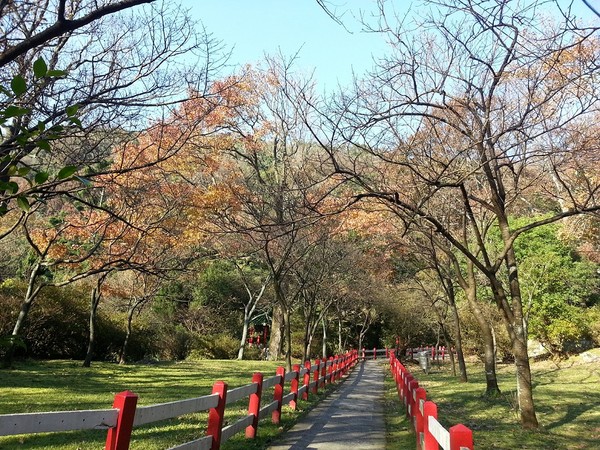 陽明山楓香林區（圖／取自台北市公園處官網）