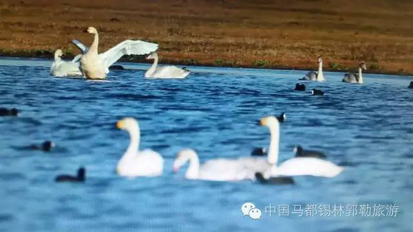 ▲內蒙古正藍旗數百隻天鵝集體暴斃，死因不明。（圖／翻攝大陸網站）