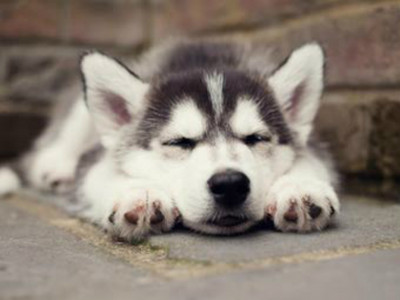 狗狗睡覺時都在「夢」什麼？心裡滿滿的是我們QQ