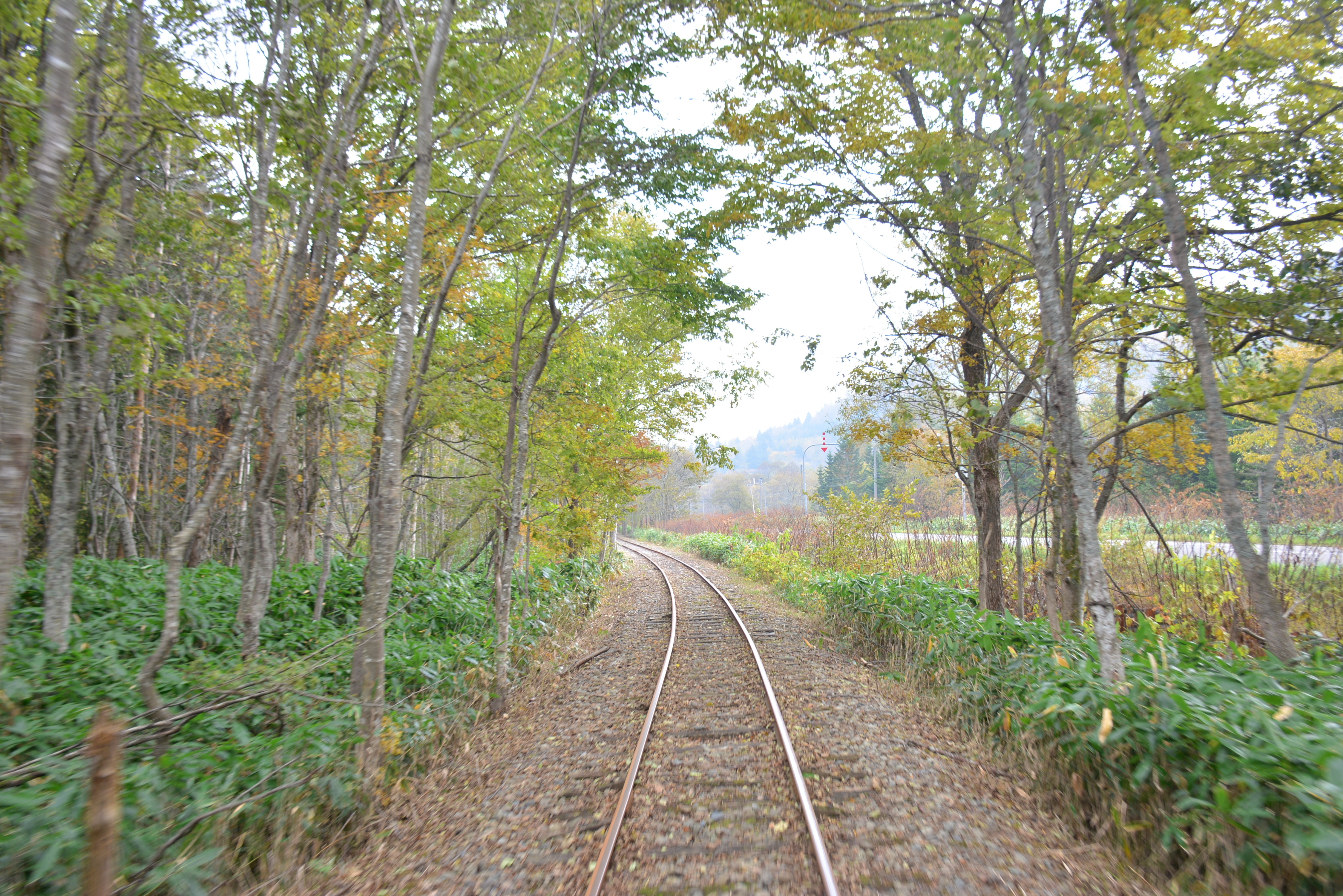 嗑藥的搖擺草 葉子 無風晃動 背後有物理小常識 Ettoday網搜新聞 Ettoday新聞雲