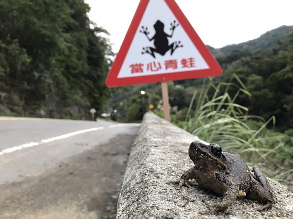 ▲當心青蛙經過馬路。（圖／動保處提供）