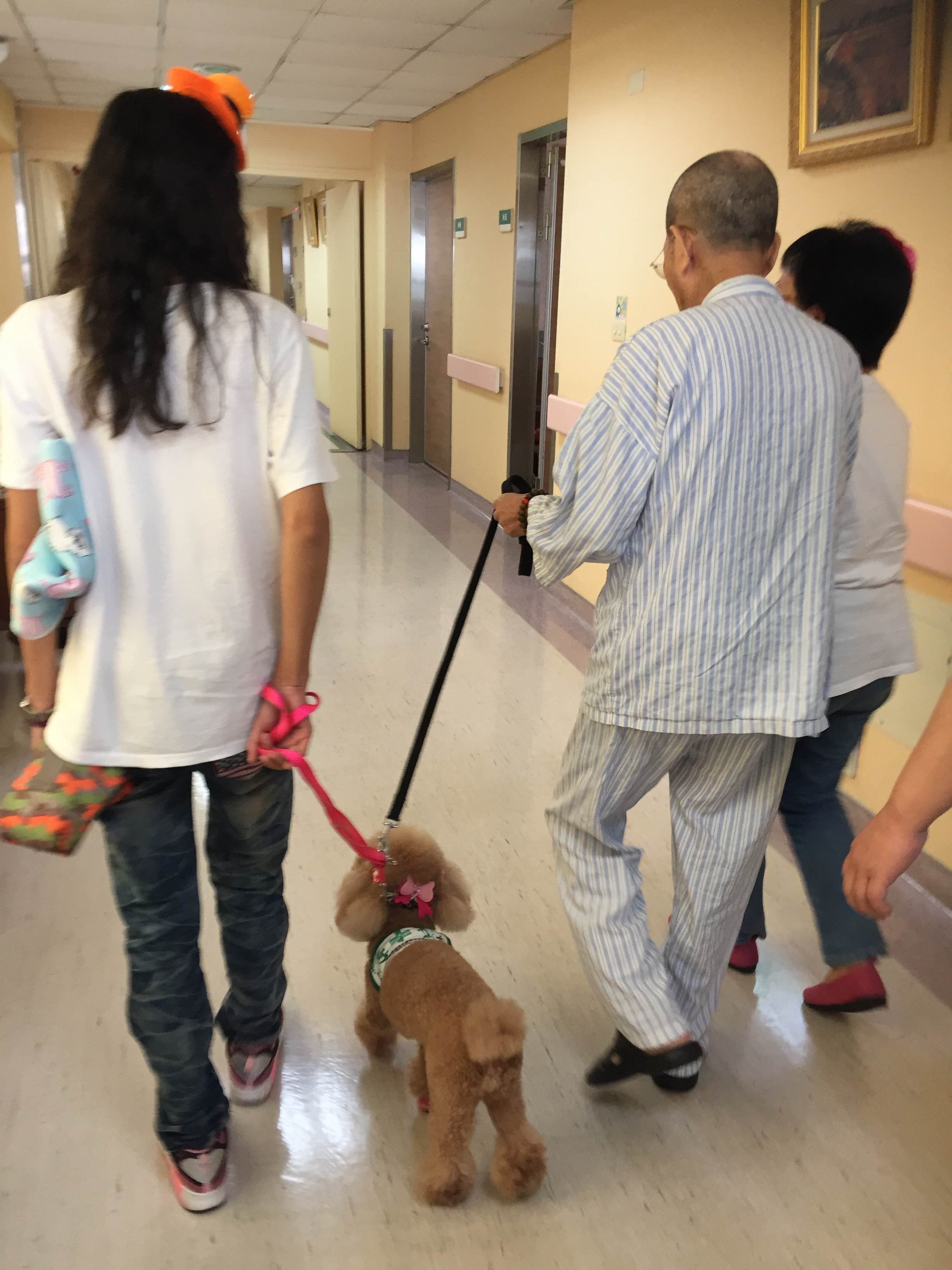 治療犬小妞為恭醫院安寧病房服務。（圖／記者李依融攝）