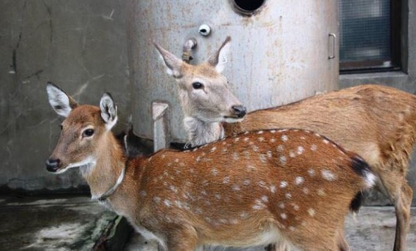 ▲鹿港將有6隻美女小鹿鹿。（圖／翻攝自黃振彥臉書）