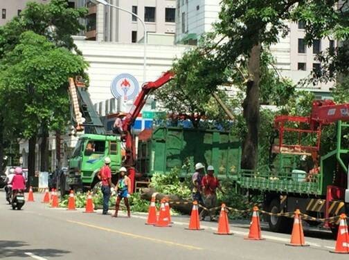 改善問題黑板樹，台中市府優先移除6000棵。（圖／翻攝自台中市府官網）
