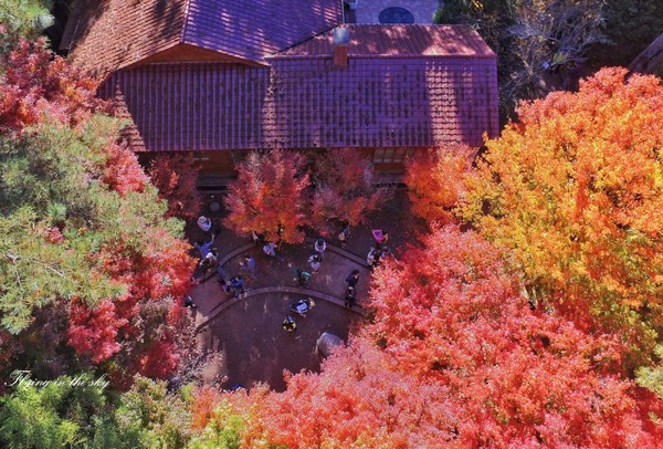 中台灣3座賞楓秘密花園　楓紅美得像夢境（圖／攝影師《飛翔在天際》提供）