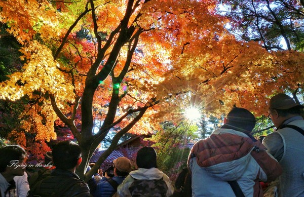 中台灣3座賞楓秘密花園　楓紅美得像夢境（圖／攝影師《飛翔在天際》提供）