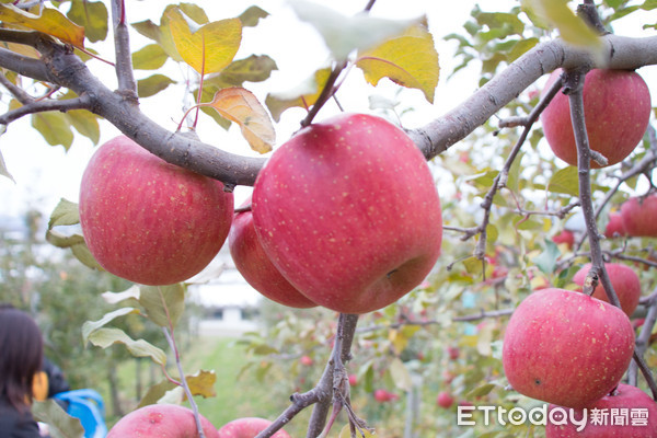 到青森弘前蘋果公園摘蘋果1公斤只要320日圓。(圖／黃士原攝)