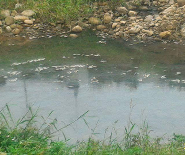 ▲富林溪下游魚屍遍佈數百公尺，疑為不肖業者偷排廢水所致。（圖／吳進昌提供）