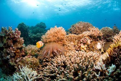 ▲在菲律賓圖巴塔哈群礁國家公園的珊瑚礁。（圖／翻攝自Tubbataha Reef Natural Park官方網站）