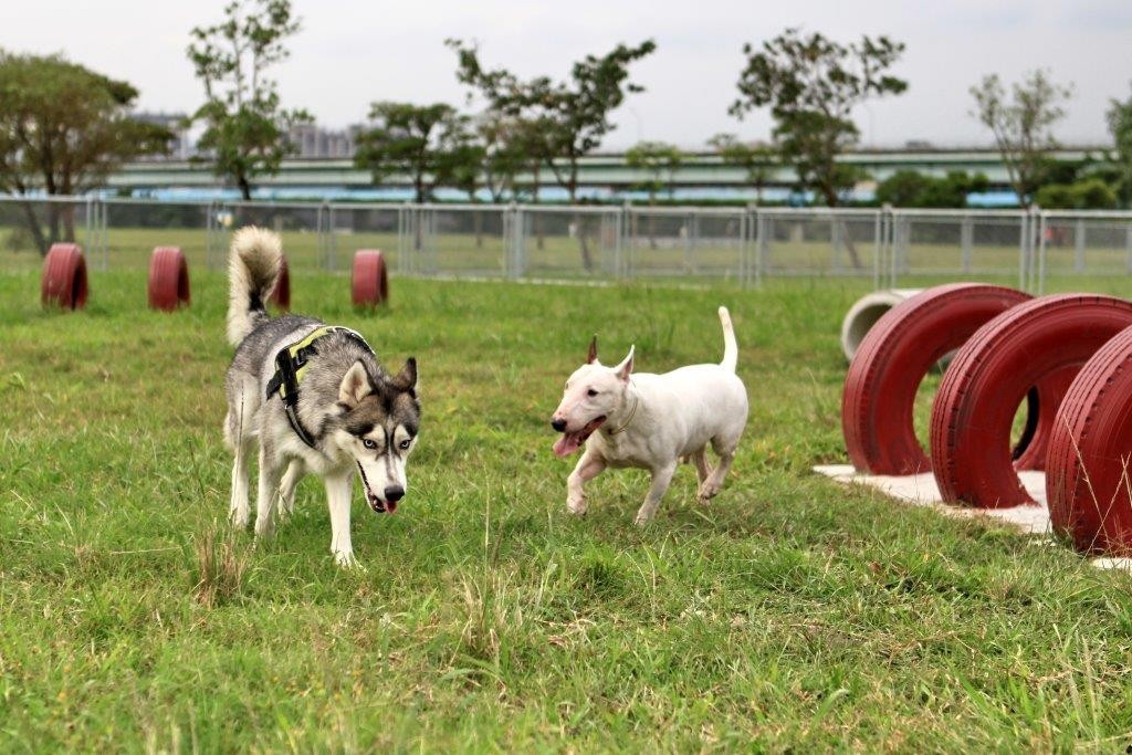 毛小孩一定超愛 新一代寵物公園開放綠地更寬廣 Ettoday旅遊雲 Ettoday新聞雲