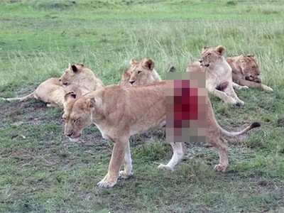 母獅遇襲肚皮掀開！救援隊就地手術縫合，為小獅救回媽媽