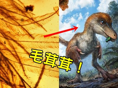 億年前「龍尾琥珀」出土大發現　恐龍其實毛絨絨超可愛
