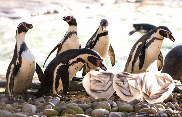 洪氏環企鵝、漢波德企鵝（Humboldt penguin）。（圖／達志影像）