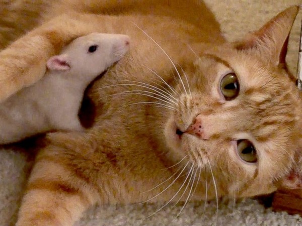 老鼠爱上猫豆瓣图片