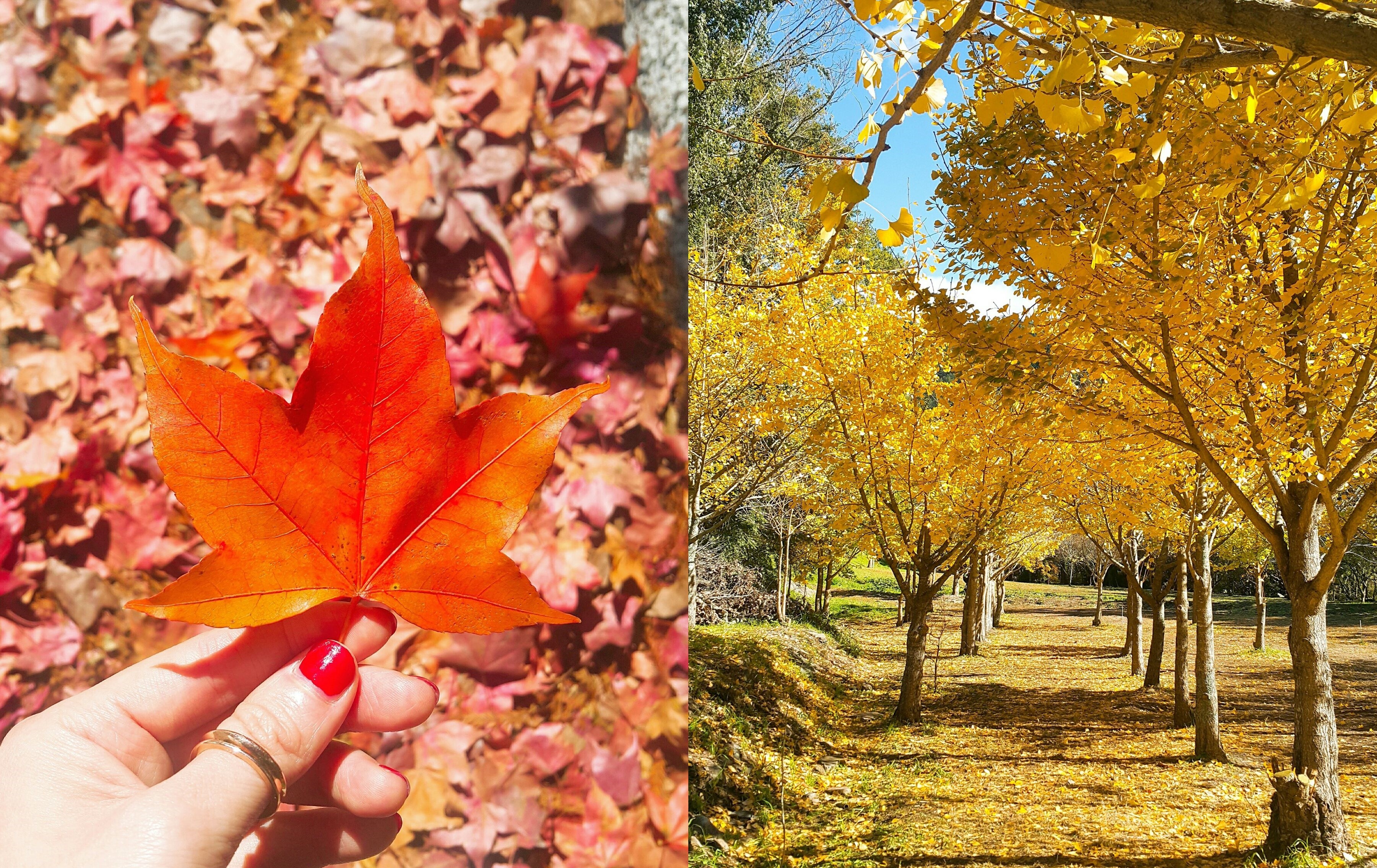 想拍美照趁現在！武陵農場楓葉轉紅還有金黃銀杏林超美| ETtoday旅遊雲| ETtoday新聞雲
