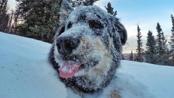 雪地犬就該這麼開心 呆萌月月把臉埋進雪裡爽翻滾 Ettoday寵物雲 Ettoday新聞雲