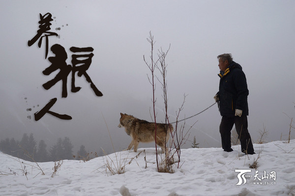 71歲的楊長生在野狼谷整日與群狼朝夕相伴。（圖／翻攝自天山網）