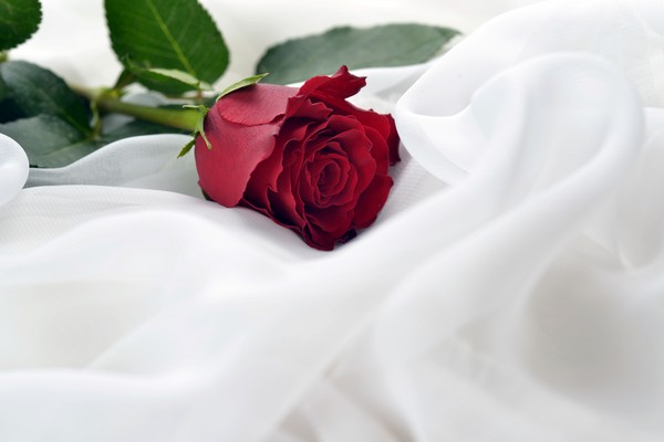 ▲玫瑰,花,愛情,婚紗,情人節,求婚,婚禮。（圖／達志／示意圖）
