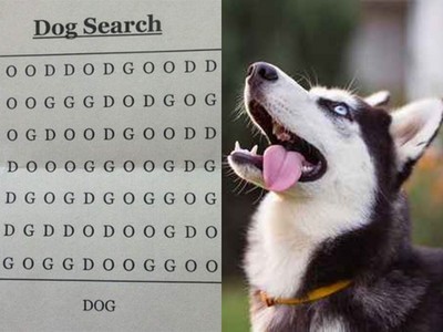 「DOG」藏在哪？超‧傷眼找狗圖...10秒破解視力2.0