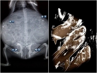 超神奇「懷孕動物X光照」　我數不出肚裡到底有幾隻