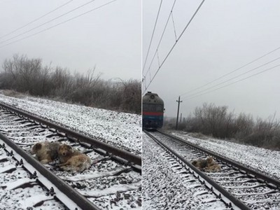 守護虛弱同伴不肯走，浪浪雙雙躲鐵軌下一秒…列車來了