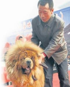 大陸青島市一頭11個月大的紅毛藏獒，日前以人民幣1064萬元(折合新台幣約4948萬元)賣出，是目前「全世界最貴的狗」。(圖／取自網路)