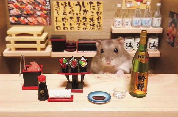 這禮拜你也很努力 居酒屋倉鼠幫你新的一年打打氣 Ettoday寵物雲 Ettoday新聞雲