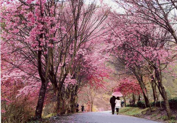 武陵農場櫻花季開跑。（圖／公路總局提供）