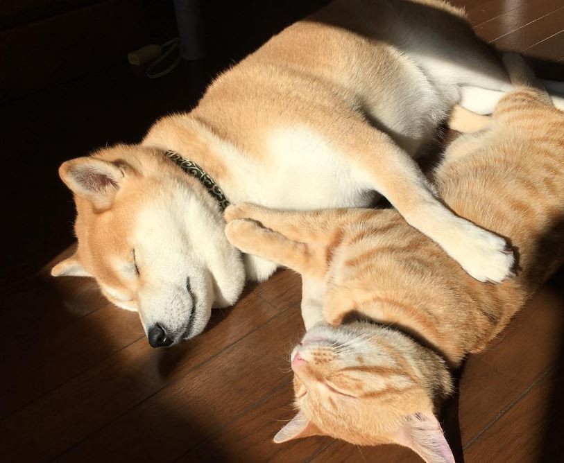 柴犬恩爱抱著柴猫一起睡觉 | et fashion | ettoday新闻