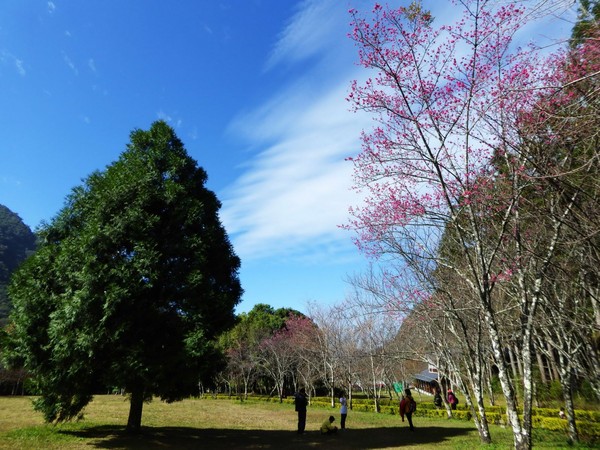 奧萬大春櫻吐芬芳。（圖／林管處提供，下同）