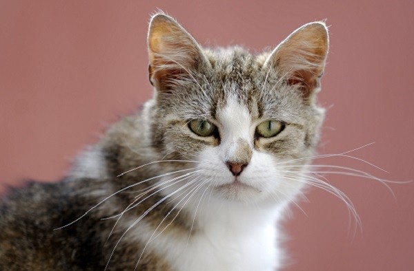 對你眨眼是在示愛 貓咪 3種眼神 看心情 好萌阿 Ettoday健康雲 Ettoday新聞雲