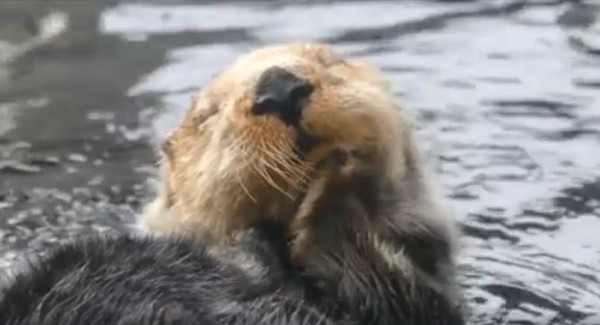海獺瘋狂揉臉、抓癢癢。（圖／翻攝自Seattle Aquarium粉專）