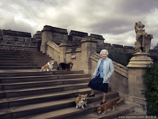 伊莉莎白女王的柯基犬。（圖／達志影像）