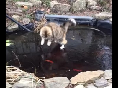 怎麼都碰不到ＱＱ..貓咪看著結冰湖面下的金魚爽游