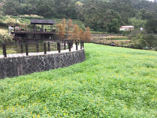 貓空魯冰花（圖／北市政府工務局大地工程處提供）