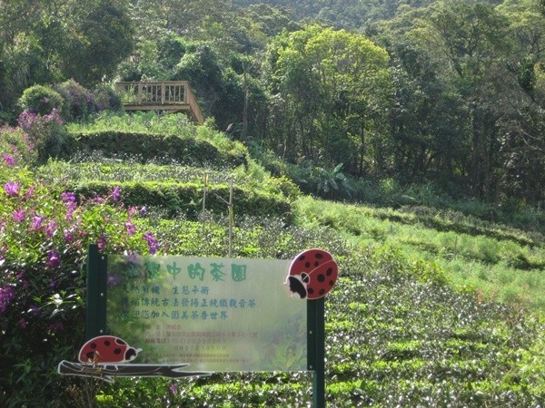 貓空茶園（圖／臺北市政府產業發展局提供）