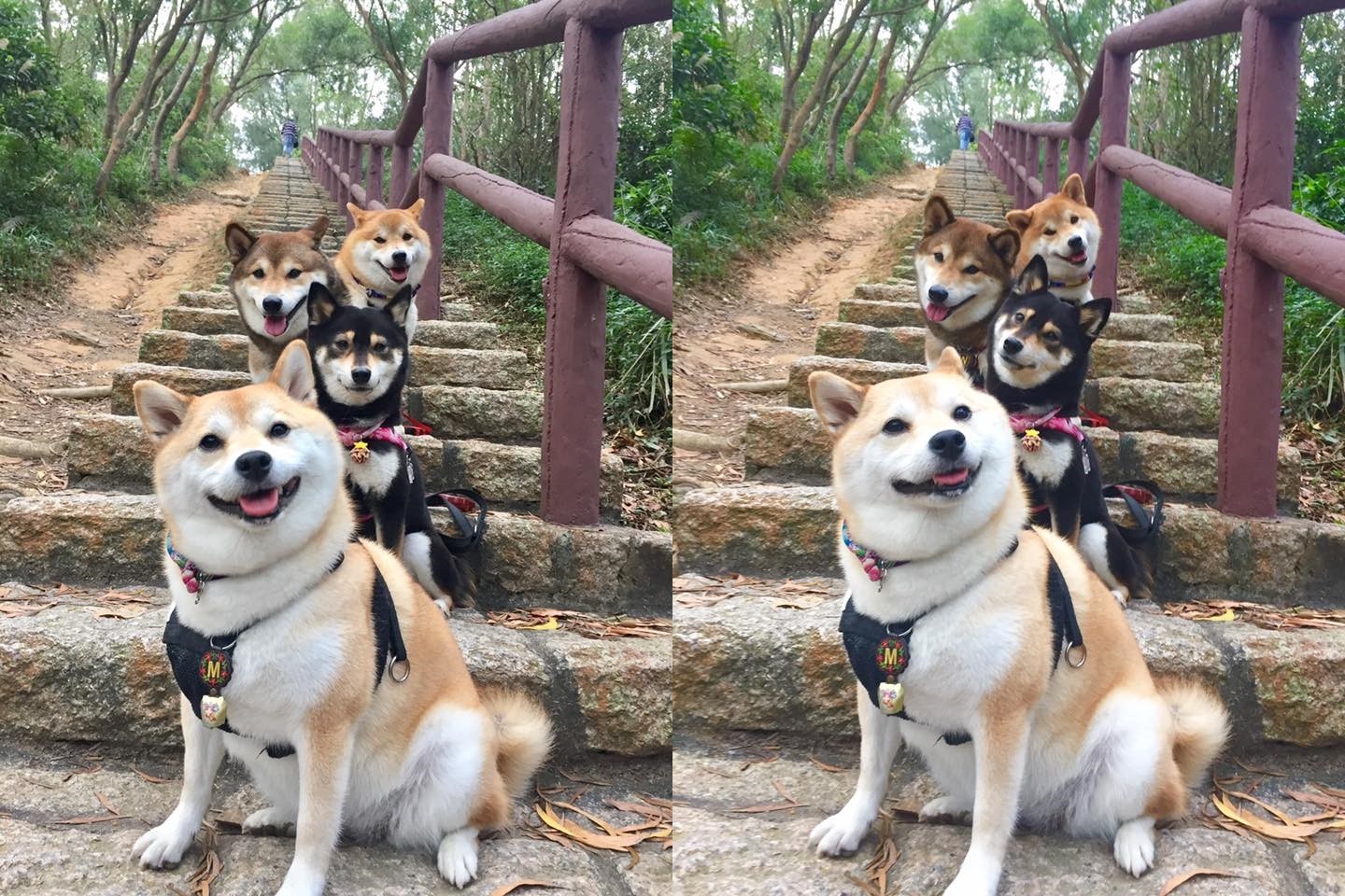 柴柴柴柴 同時看鏡頭階梯上排一直線根本偶像團體 Ettoday寵物雲 Ettoday新聞雲