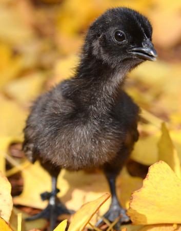 「罕見神秘全黑雞」Ayam Cemani。(圖／翻攝自greenfirefarms)