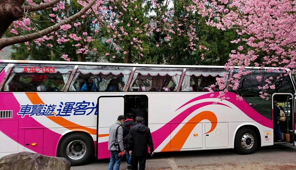 武陵農場櫻花季2/8當日開花盛況，民眾可搭乘賞櫻專車前往。（圖／國光客運提供）