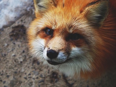 揭開神秘「日本狐狸村」面紗，這是全世界最毛茸茸的地方♥