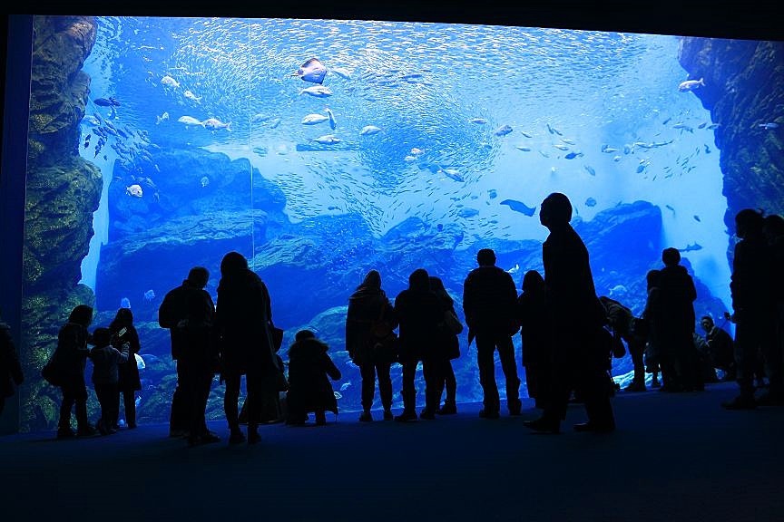 日本東北最大水族館必看5重點 沙丁魚龍捲風 超震撼 Ettoday旅遊雲 Ettoday新聞雲