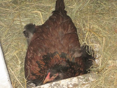 農夫發現母雞沒下蛋、在屁股下窩藏了4隻幼貓！