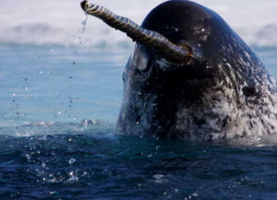 獨角鯨由於長有號角形狀的長牙，又被稱為「海上的獨角獸」。(圖／取自網路)