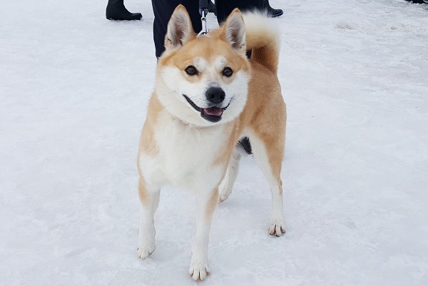 日本秋田犬子祭（圖／記者黃琬茹攝）