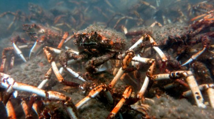 澳洲維多利亞州的蜘蛛蟹開始遷徙，10萬隻螃蟹讓人發麻。（圖／翻攝自澳洲新聞網）