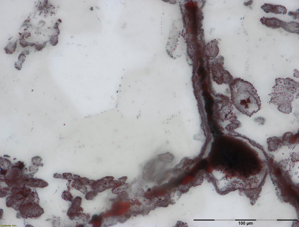 魁北克海底溫泉發現最老微生物化石距今已43億年（圖／路透社）