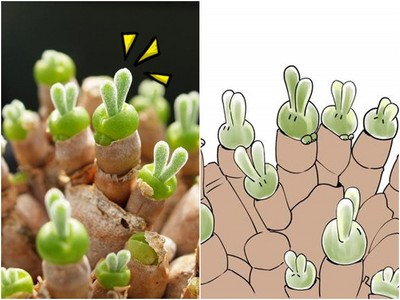 動物系多肉植物「碧光環」　綠色小兔兔快跟我回家＞／／＜