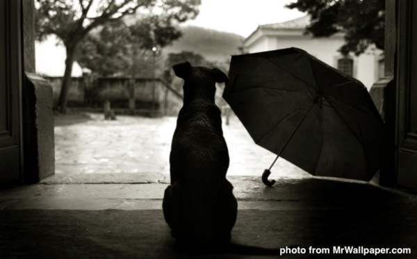 雨中狗蹲着的图片图片