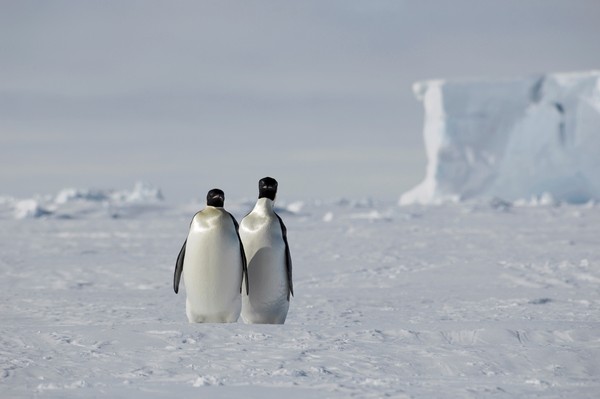 企鵝,南極,冰天雪地。（圖／達志／示意圖）